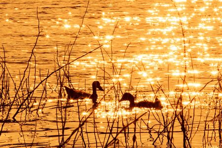 Ducks swim in the eveningの写真素材