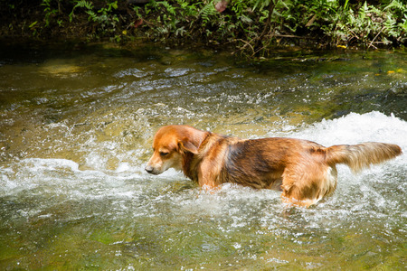 Dog swimming in the riveの写真素材