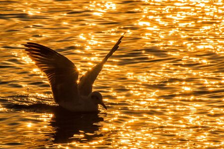 Seagull floating in the sea at sunset.の写真素材