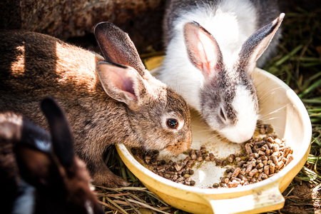 cute rabbitsの写真素材