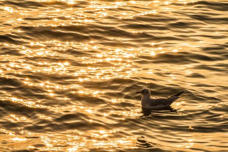 Seagull floating in the sea at sunset.の写真素材
