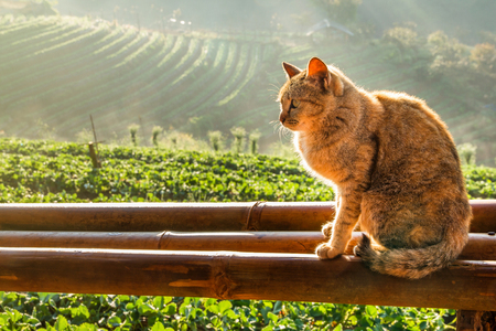 Cat in a strawberry farmの写真素材