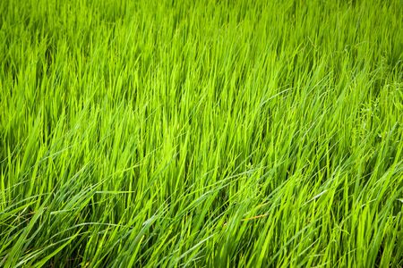 Rice green when the wind.の写真素材