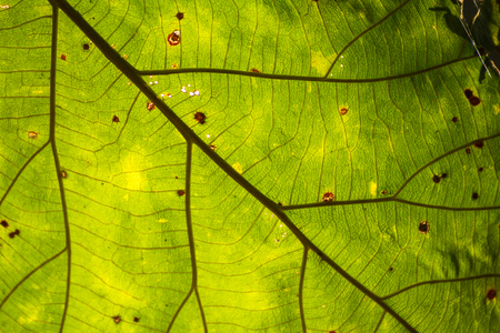 Pattern of green leavesの写真素材