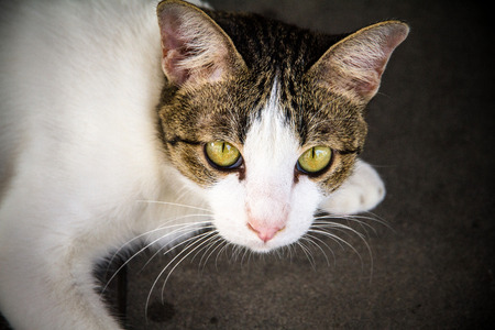 Looking catの写真素材