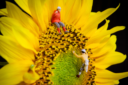 Tiny toy climbers sunflower.の写真素材