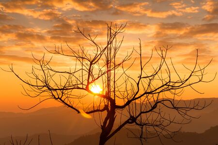 Dry tree with morning lightの写真素材