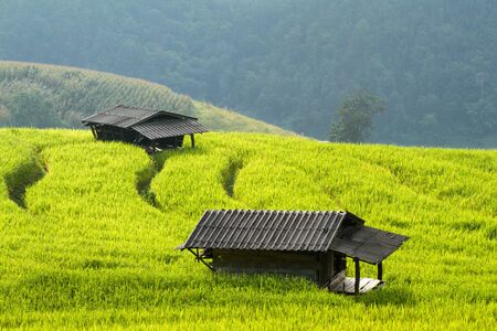 Cottage in rice fieldsの写真素材