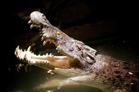 Crocodile River killerの写真素材