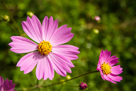 Pink flowers with yellow stamensの写真素材