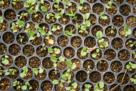 Vegetable seedlings in black plastic pots.の写真素材