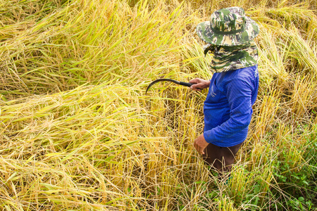 Farmers harvest rice in rice fieldsの写真素材