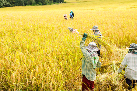 Farmers harvest rice in rice fieldsの写真素材