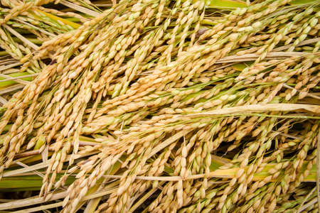 jasmine rice seed yellow gold for foodの写真素材