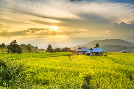 Golden rice fields in the Central Valley at sunsetの写真素材