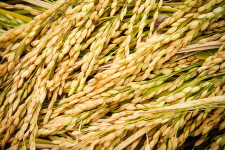 jasmine rice seed yellow gold for foodの写真素材