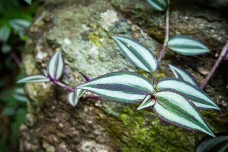 Leaves on a rock in the forestの写真素材