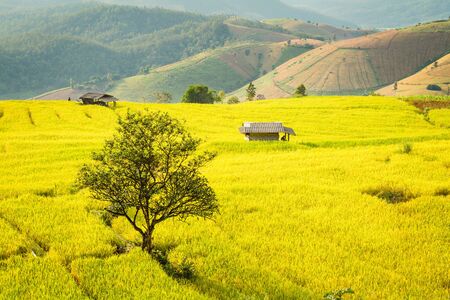 Golden rice fields in the Central Valley.の写真素材