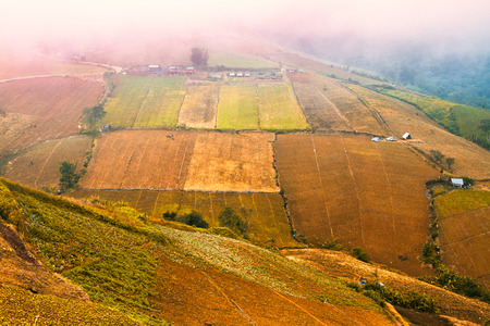 Vegetable growers in the valley