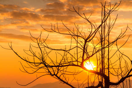 Trees die with morning sunlight.の写真素材