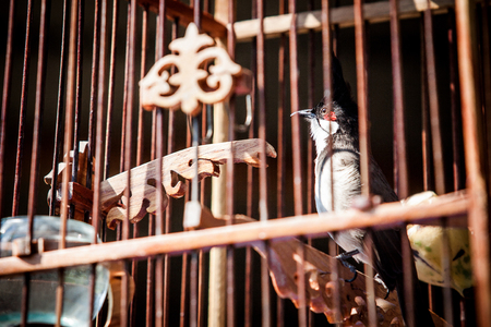 Red-whiskered bulbul in cage close upの写真素材