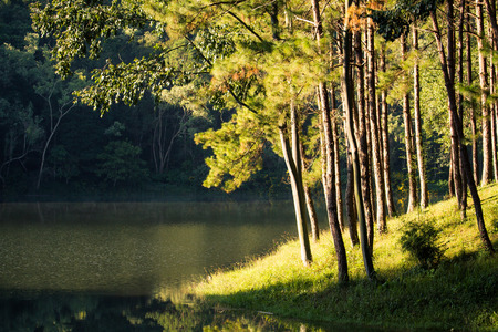 Pine lake at dawnの写真素材