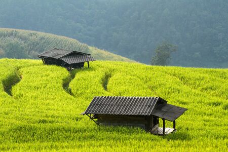 Green rice fields in the Central Valleyの写真素材