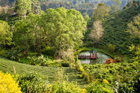 Green Tea plantation in northern Thailand.の写真素材