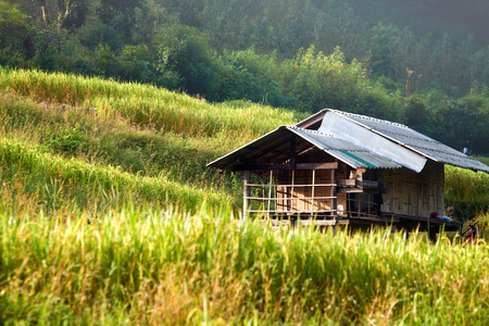 Green rice fields in the Central Valleyの写真素材