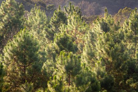 Top of Pine forest in fogの写真素材