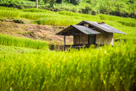 Green rice fields in the Central Valleyの写真素材