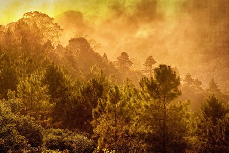 Top of Pine forest in fogの写真素材