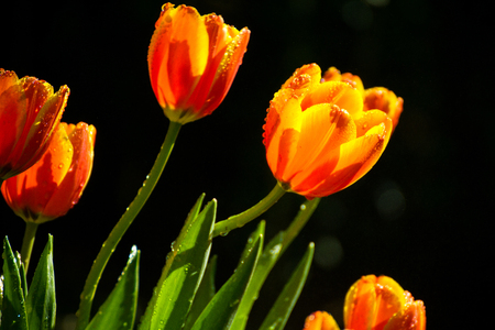 Tulips in the garden.の写真素材
