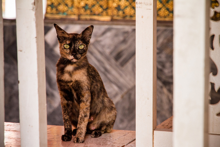 Cat sitting in a templeの写真素材