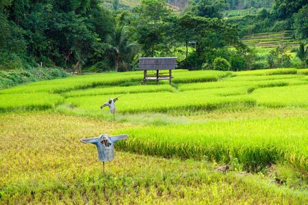 Scarecrow in rice paddies of northern Thailand.の写真素材