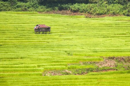Green rice fields in the Central Valleyの写真素材