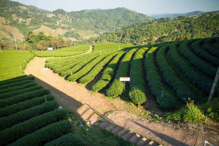 Green Tea plantation in northern Thailand.の写真素材