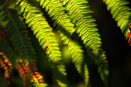 Green leaf with morning sunの写真素材