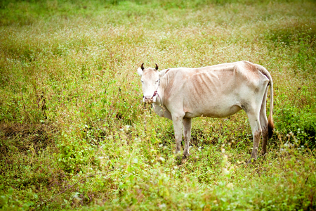 Cow standing in a green meadow.の写真素材