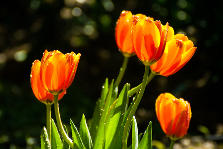Tulips in the garden.の写真素材