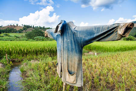 Scarecrow in rice paddies of northern Thailand.の写真素材