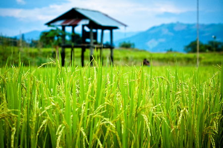 Green rice fields in the Central Valleyの写真素材
