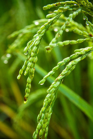 Green fields in the Central Valleyの写真素材