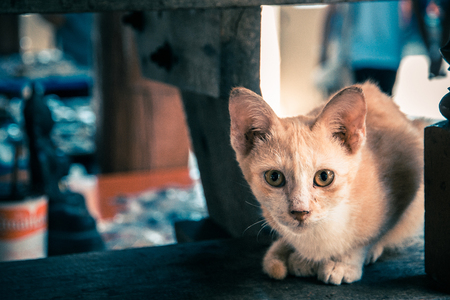 Kitten sitting on the stairs in the temple.の写真素材