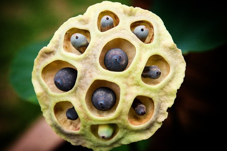 Dried lotus seeds for plantingの写真素材