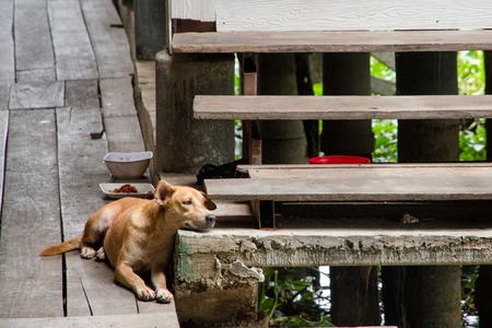 Dog wait owners  to go homeの写真素材