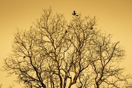 Dry tree with birds flyingの写真素材