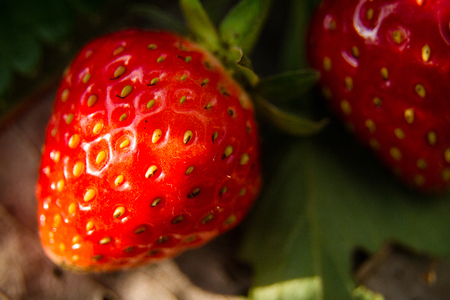 Fresh strawberry berry big delicious sweet tasteの写真素材