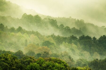 Forest Green in the morningの写真素材