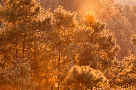 Pine forest in the eveningの写真素材